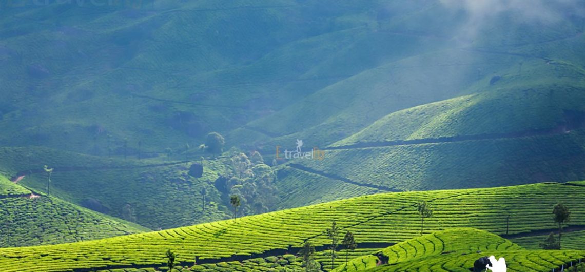 Munnar Tourist Places In Kerala With Pictures